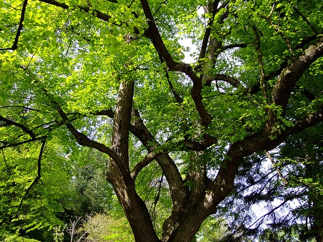 【受験のお守り】ヤマコウバシとは？開花時期や育て方を紹介！