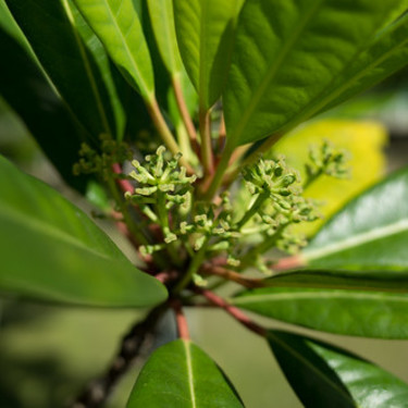 ユズリハってどんな植物？名前の由来や育て方、樹木の用途をご紹介！