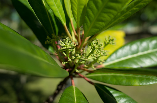 ユズリハってどんな植物?名前の由来や育て方、樹木の用途をご紹介!