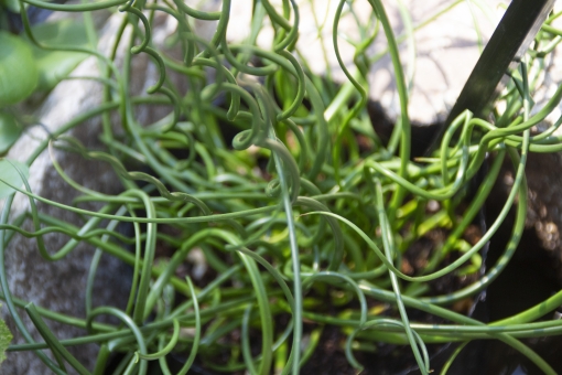 ラセンイの育て方！株分け・植え替えの時期や枯れる原因＆対処法を紹介