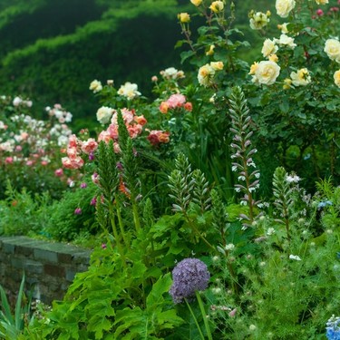 【初心者向け】イングリッシュガーデンのつくり方！おすすめの花・雑貨も紹介！