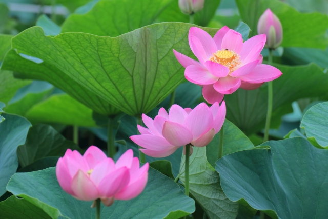 ビオトープにおすすめの水生植物27選！ベランダや室内でも育てられる？のイメージ