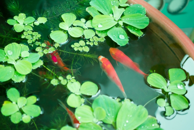 水生植物の育て方！ベランダでも楽しめる水質維持と管理のコツは？