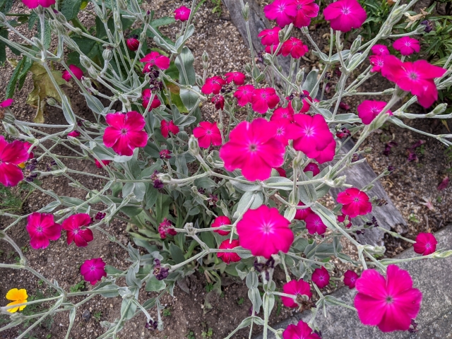 リクニス・コロナリアの育て方！種まきの時期や花後の管理方法を紹介！