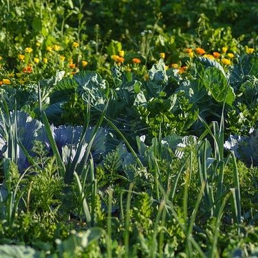 夏に植える野菜10選！6月～8月頃に植えられる野菜をご紹介！