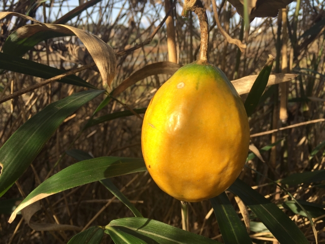 幻想的な花の不思議!キカラスウリとは?カラスウリとの違いもご紹介