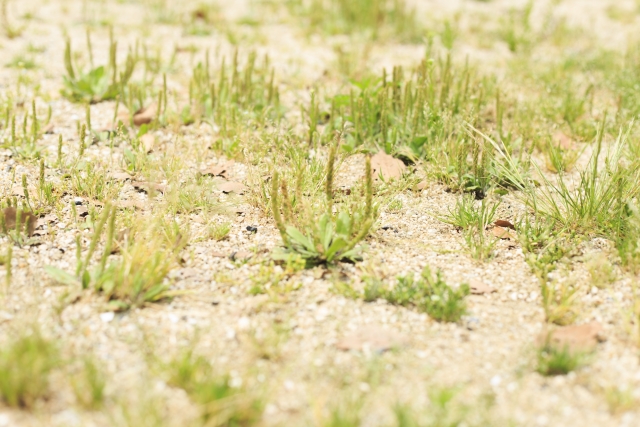 オオバコの利用法と効能！道端の雑草として見落としてはもったいない！