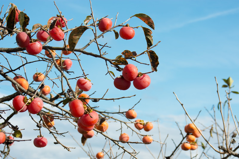 渋柿とは？甘柿とはどう違う？違い・見分け方や渋抜きの方法をご紹介！