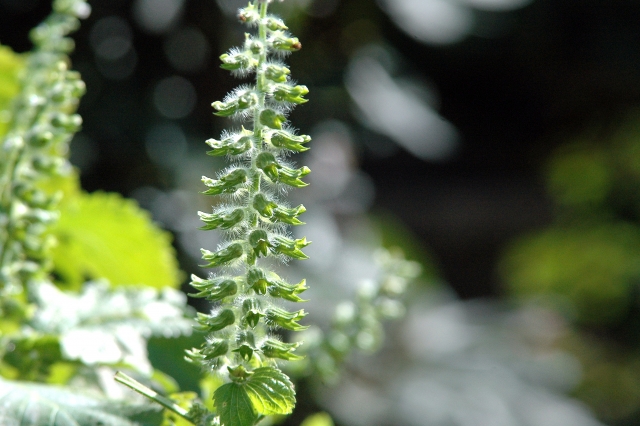 しその実の活用法と調理法！おいしく食べるためレシピ・料理もご紹介！