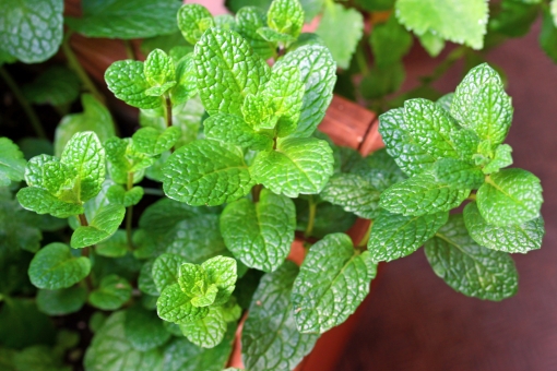 スペアミントの育て方！植え付けの時期から収穫まで初心者向けに解説！のイメージ