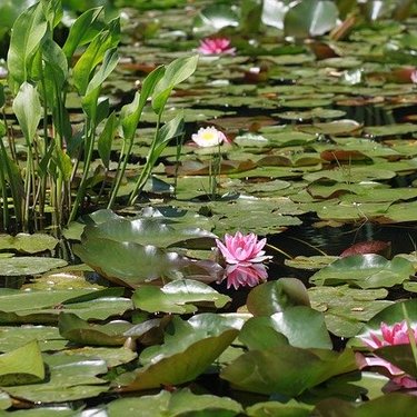 ジュンサイ（蓴菜）とは？どこでとれるの？旬な時期や食べ方をご紹介！