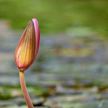 ジュンサイの育て方！収穫までの栽培管理のコツをご紹介、生え方が特殊？