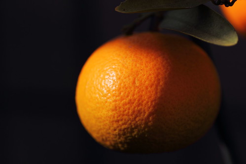 伊予柑（いよかん）とは？どんな種類がある？旬な時期や食べ方を解説！のイメージ