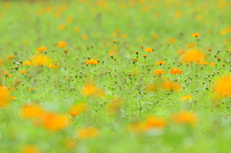 10月2日の誕生花は何？特徴や育て方・誕生石に記念日もご紹介！