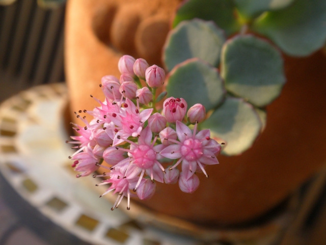 10月3日の誕生花は何？特徴・花言葉や誕生石に記念日もご紹介！