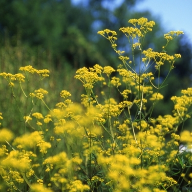 10月6日の誕生花は？花言葉や育て方・誕生石に記念日もご紹介！