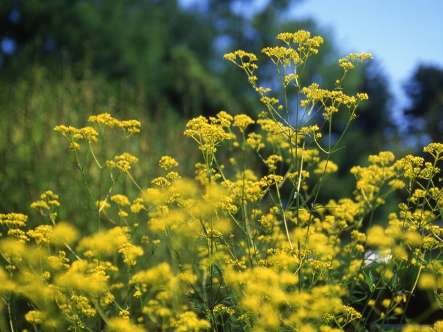 10月6日の誕生花は？花言葉や育て方・誕生石に記念日もご紹介！