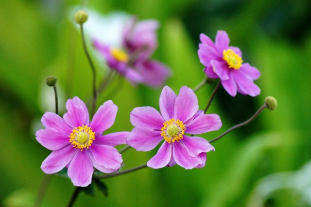 10月8日の誕生花は？特徴・育て方や誕生石・ゆかりの芸能人もご紹介！