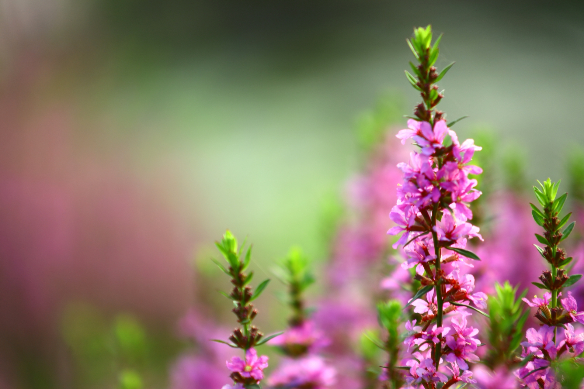 10月11日の誕生花!花言葉育て方・誕生石に記念日もご紹介