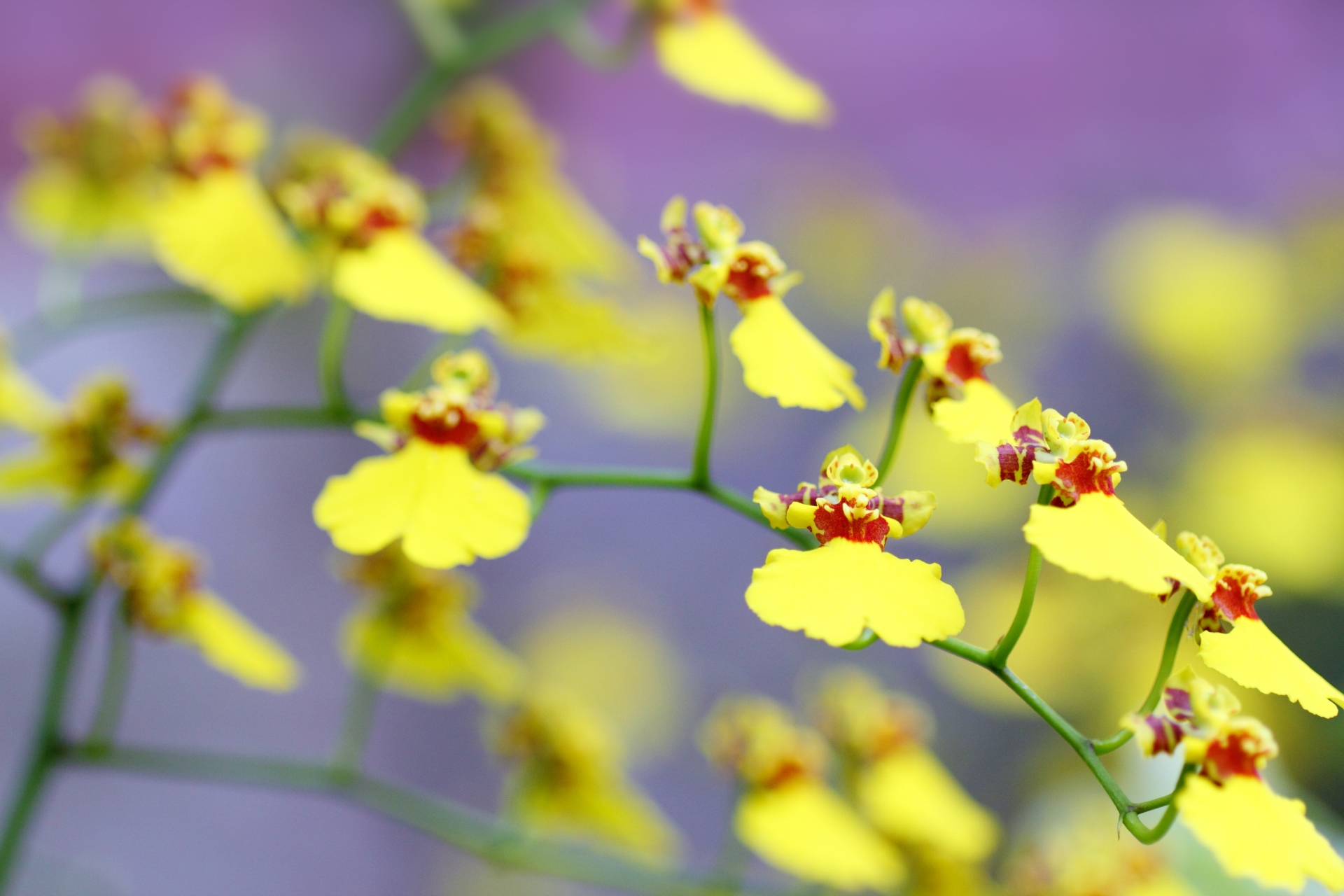 10月14日の誕生花は何?特徴・育て方や誕生石に記念日もご紹介!