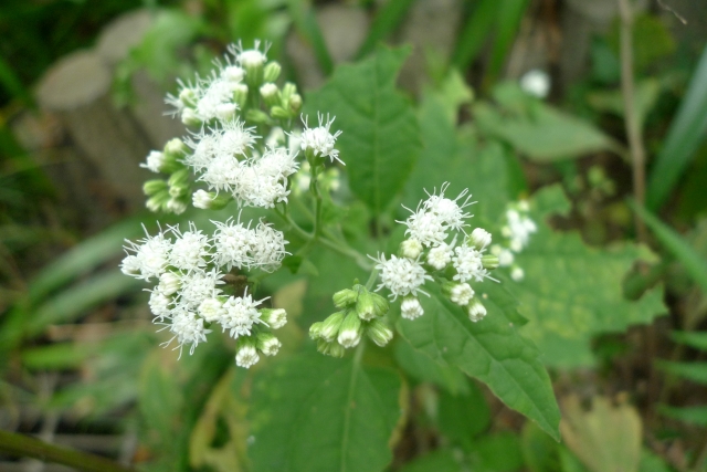 10月15日の誕生花！特徴や育て方・誕生石に記念日もご紹介