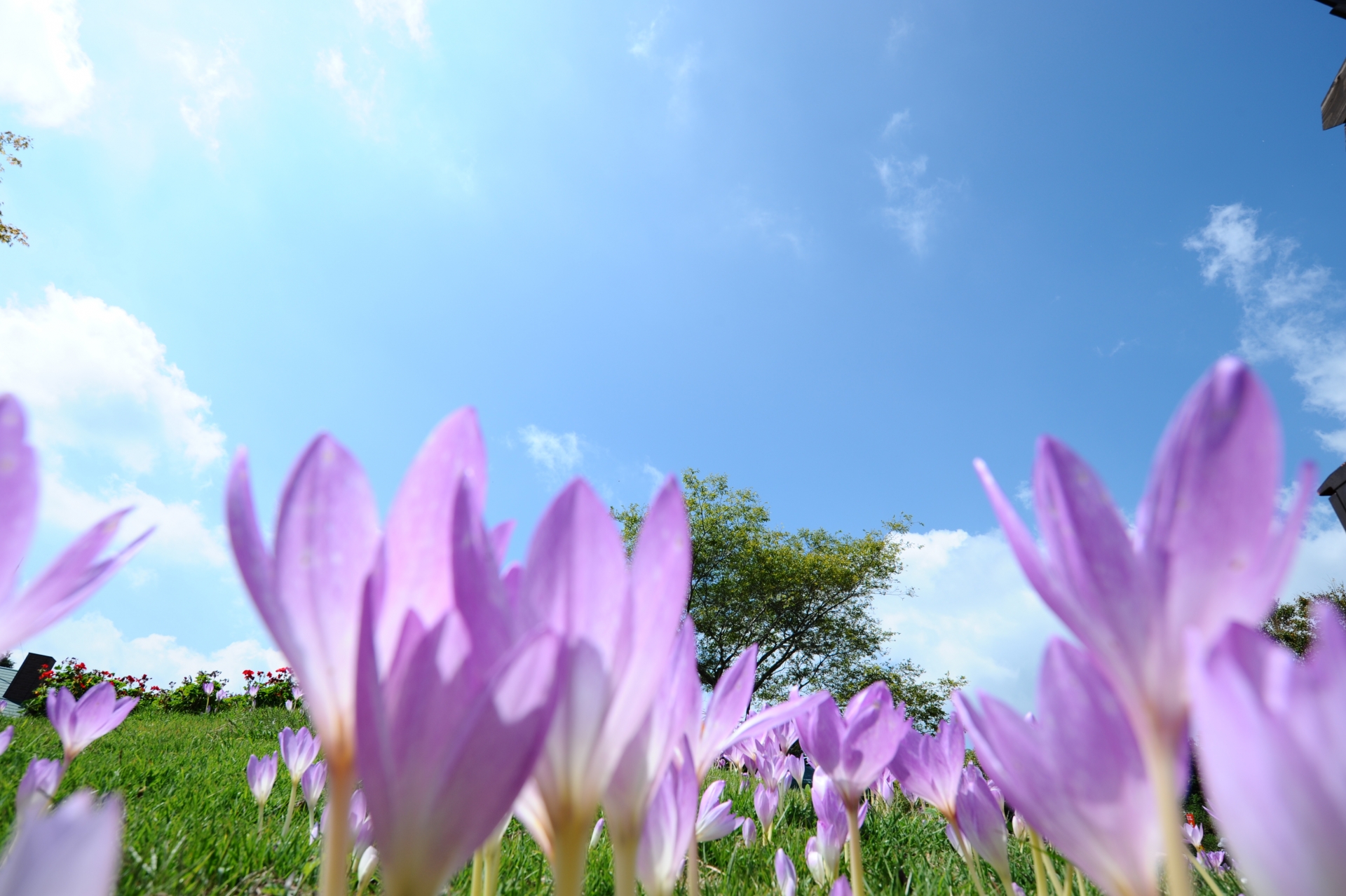 10月19日の誕生花！名前の由来や花言葉・誕生石に記念日もご紹介！