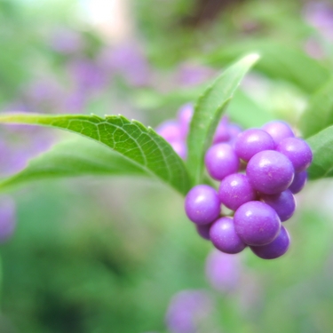 10月21日の誕生花は何？名前の由来や花言葉・誕生石に記念日も！