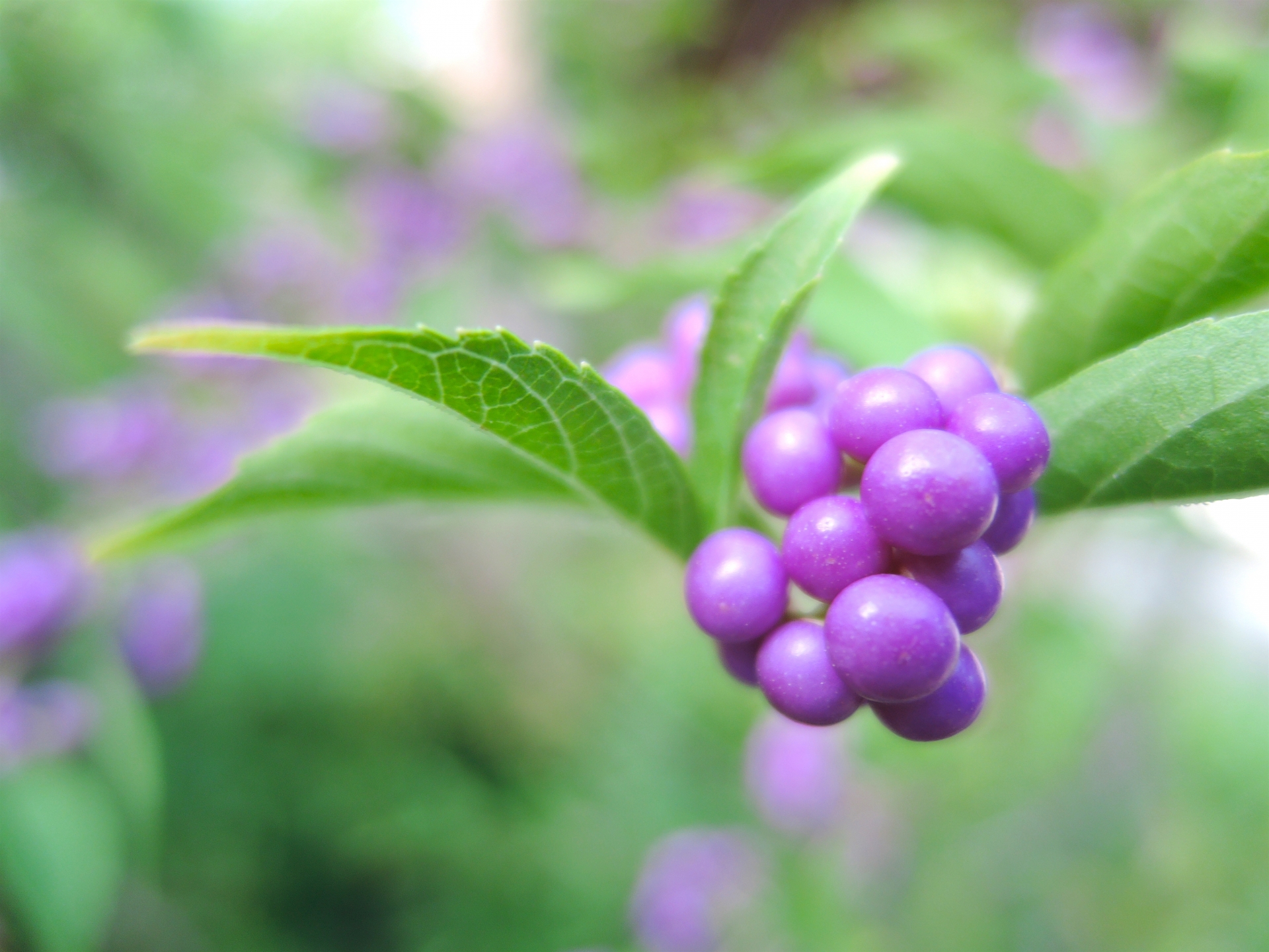 10月21日の誕生花は何？名前の由来や花言葉・誕生石に記念日も！
