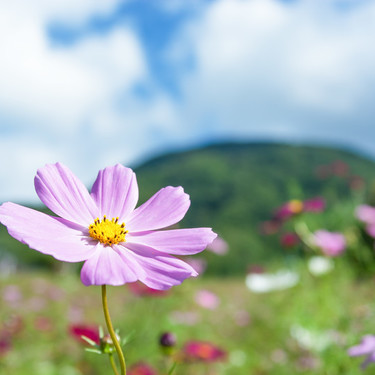 10月22日の誕生花は？花色ごとの花言葉や誕生石・記念日もご紹介！