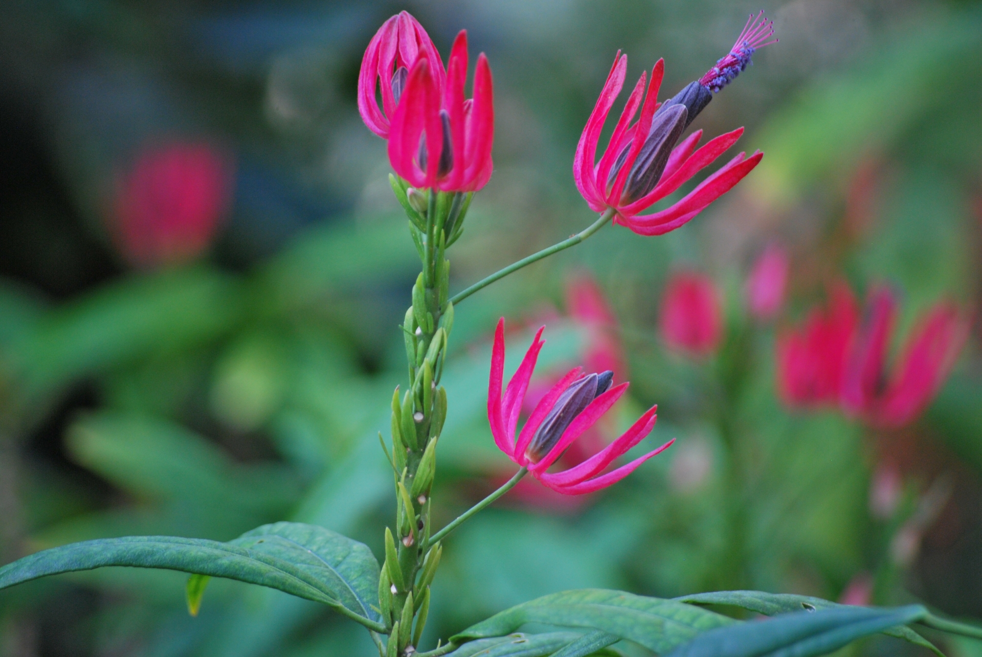 10月24日の誕生花は何？花言葉や育て方・誕生石に記念日もご紹介！