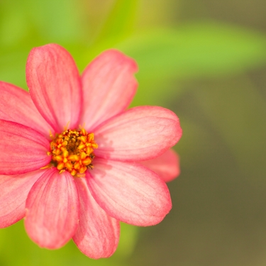 10月27日の誕生花は何？特徴・花言葉や誕生石に記念日もご紹介！