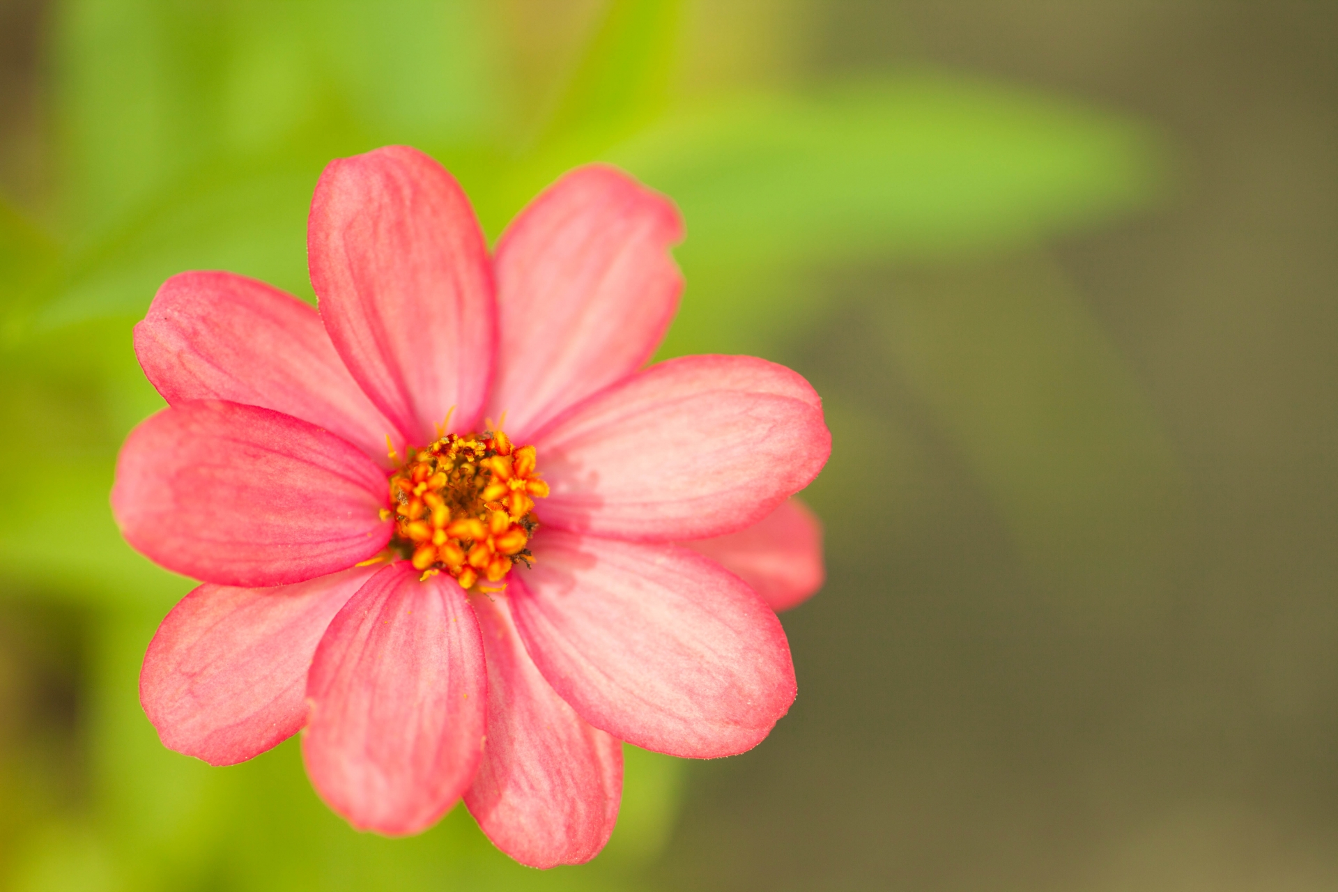 10月27日の誕生花は何?特徴・花言葉や誕生石に記念日もご紹介!
