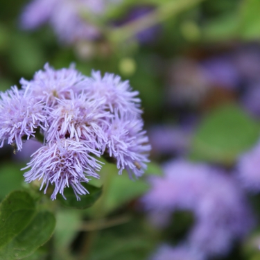 10月29日の誕生花は何？特徴・花言葉や誕生石に記念日もご紹介！