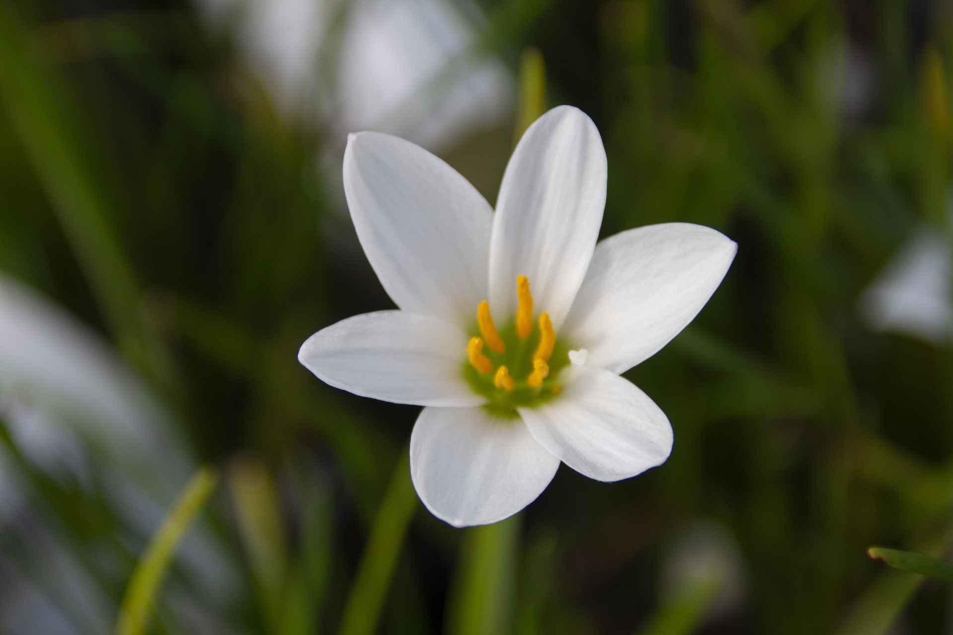 10月31日の誕生花！特徴や花言葉・誕生石に記念日もご紹介！