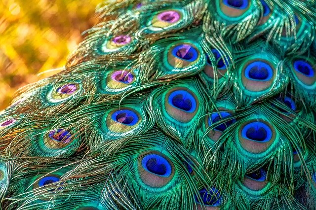 構造色とは?光の干渉の仕組みや構造色を利用する主な生き物を紹介!