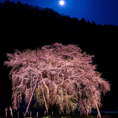 枝垂れ桜とは？花の色・開花時期・特徴などを品種ごとに一挙ご紹介！