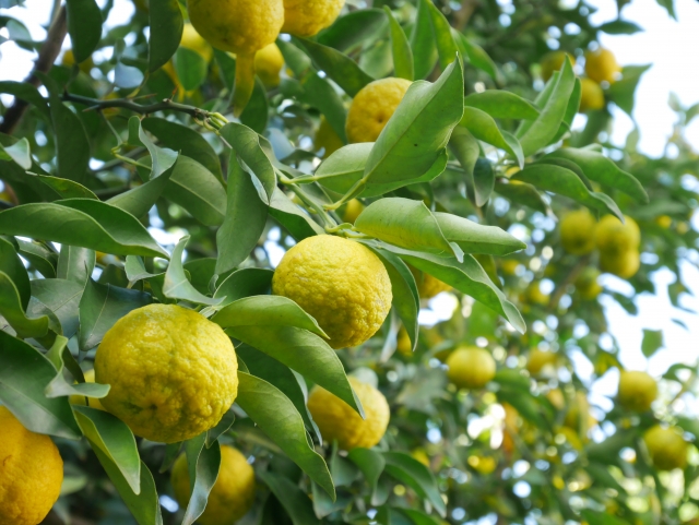 柚子の木に実がなるまで何年かかる?実をつける剪定・肥料のコツを解説!