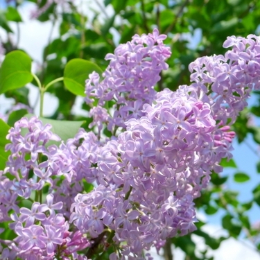 リラの花とは？品種ごとの花の色や香りの特徴、別名や花言葉まで紹介！