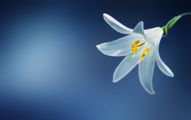 マドンナリリーとは?花言葉・誕生花・別名などの特徴や育て方を紹介!