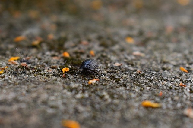 ダンゴムシって害虫?よく似たワラジムシとの見分け方も紹介!