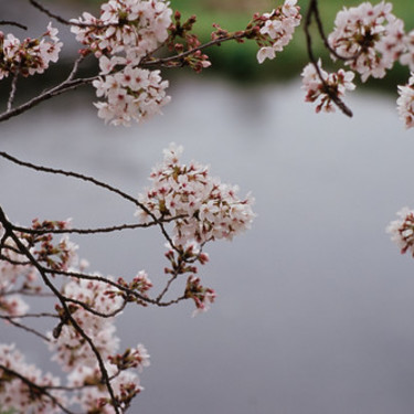 中目黒の桜まつりの様子は？ライトアップ情報や目黒川近くのカフェも紹介！