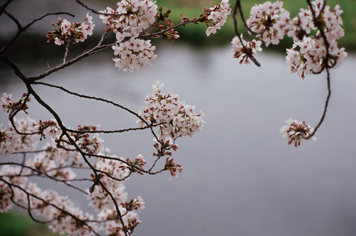 中目黒の桜まつりの様子は？ライトアップ情報や目黒川近くのカフェも紹介！
