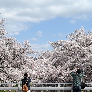 新潟で桜の名所といえば？穴場を含めたお花見スポットをランキングで紹介！