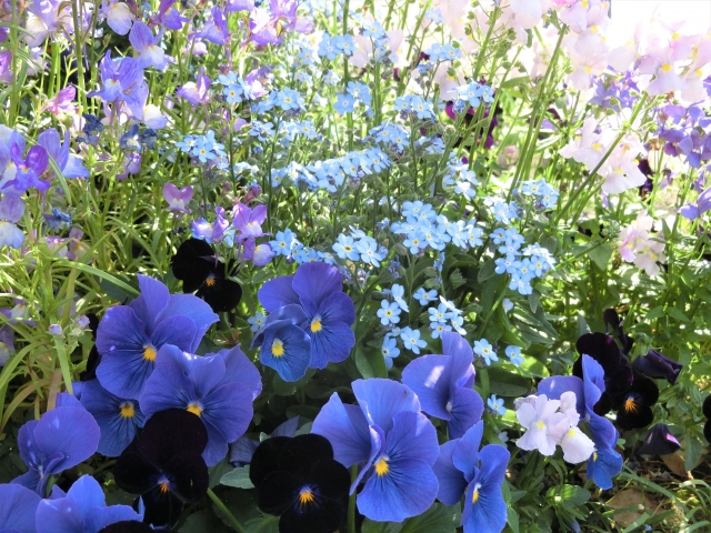 ブルーガーデンのアクセントにおすすめ！色別の花12選とカラーリーフ9選！