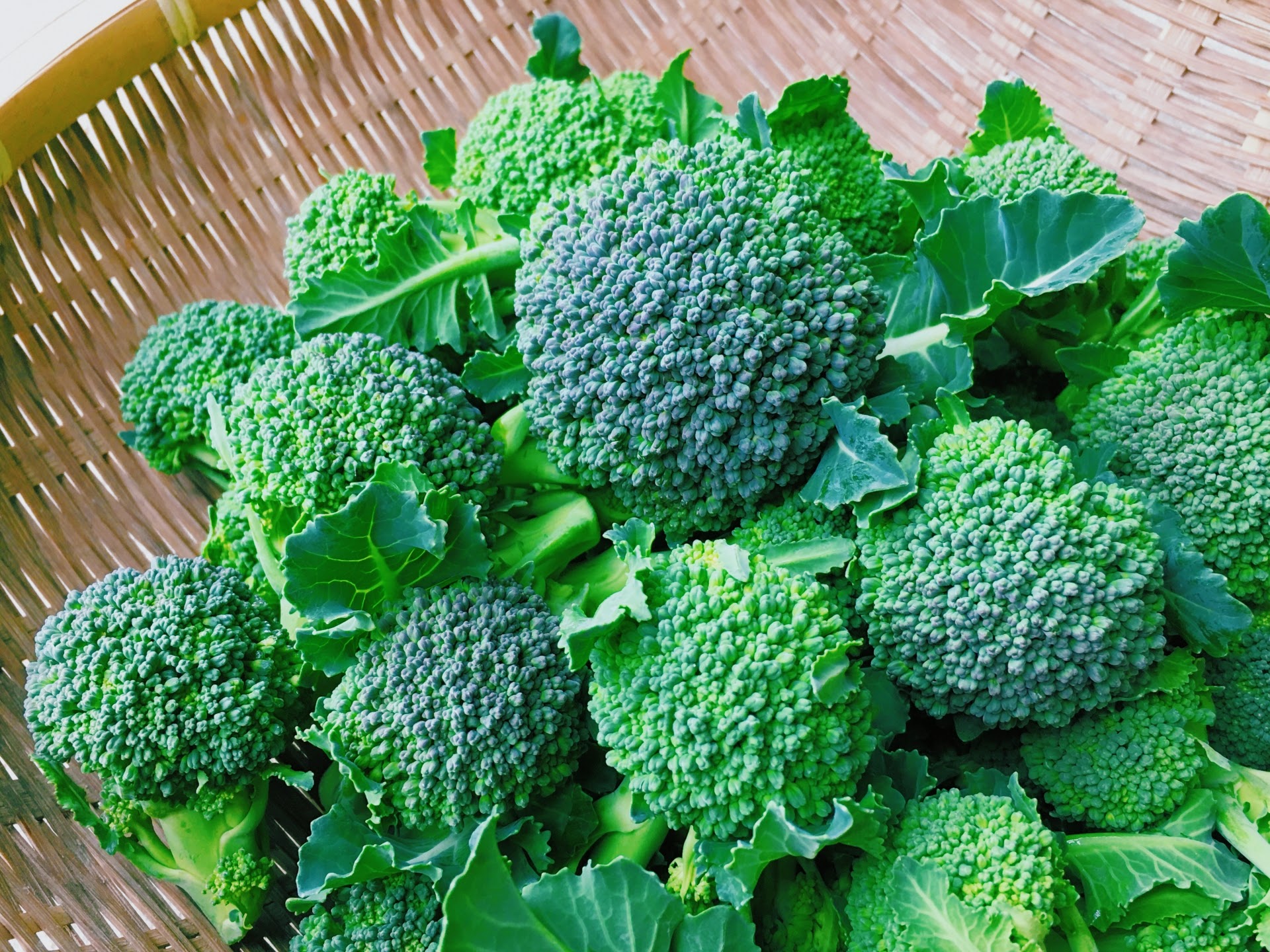 ブロッコリーに虫が隠れていないか心配な方に！調理前の上手な洗い方を紹介！