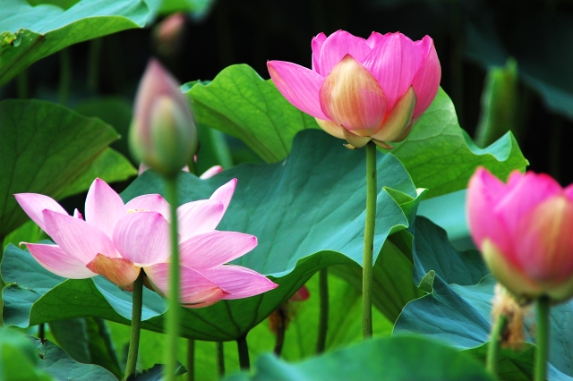 大賀ハスってどんなハス?その特徴・魅力や開花時期・見ごろの季節を紹介!のイメージ