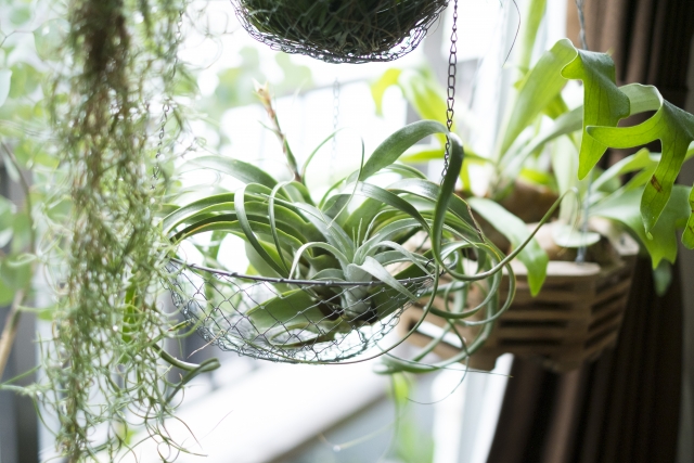 ハンギングプランターをおしゃれに飾るコツは?おすすめの植物も6つ紹介!
