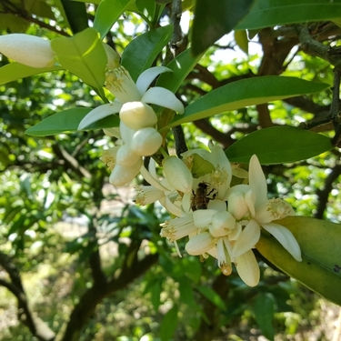 みかんにも花が咲く！花の見た目・香り・開花時期などの特徴や花言葉を紹介