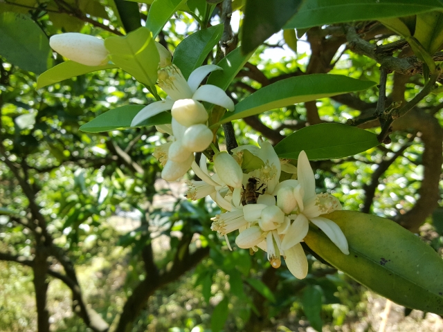 みかんにも花が咲く！花の見た目・香り・開花時期などの特徴や花言葉を紹介