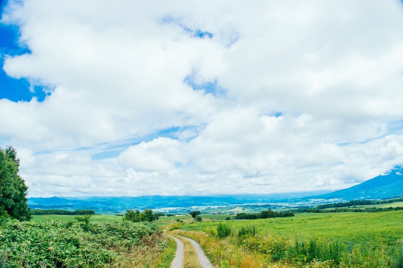 葛の花の効能とは？スーパーフードとしても知られるエディブルフラワーを紹介！のイメージ